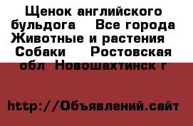 Щенок английского бульдога  - Все города Животные и растения » Собаки   . Ростовская обл.,Новошахтинск г.